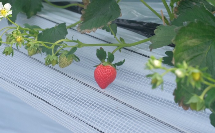 B25-087 【希少品種・鳥取県限定ブランド】とっておき苺（約500g）