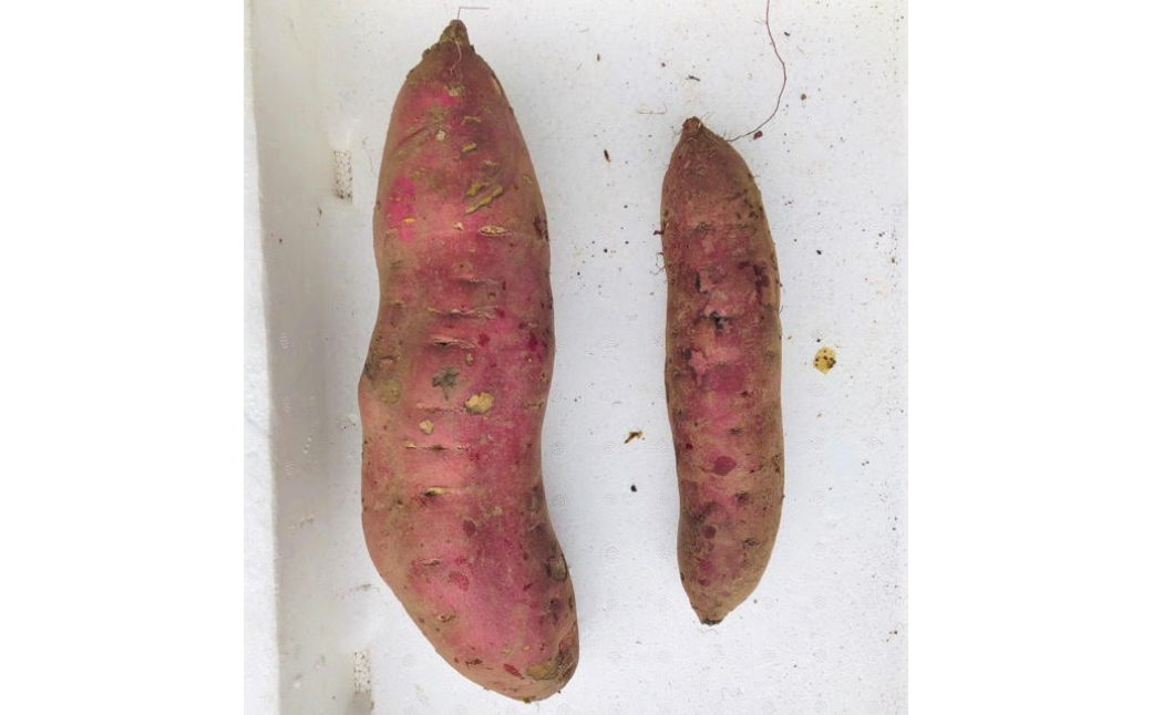 左が4L（900g）、右がL（300g）！こんな大きなものはスーパーではお目にかかれません！（撮影日：2019/12/2）