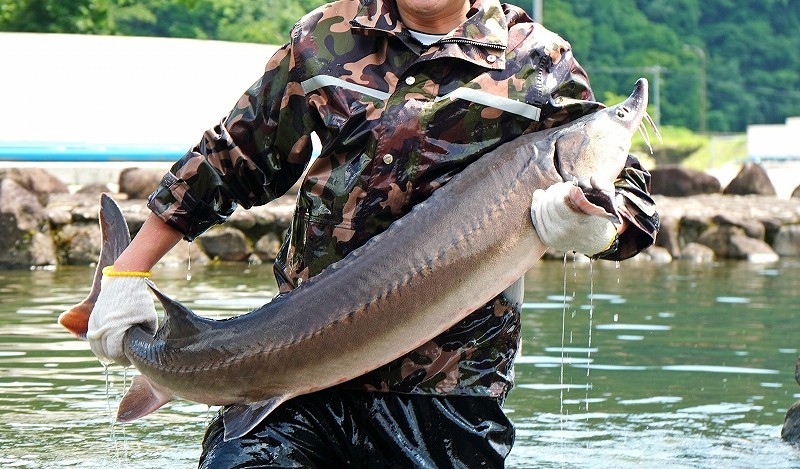 澄んだ美しい水で大切に育てています。