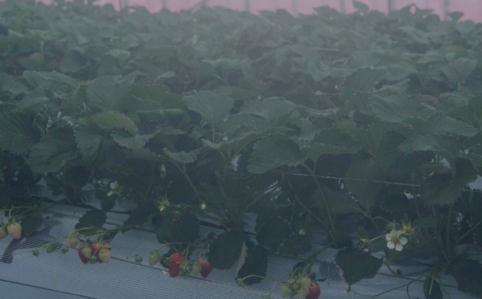 B25-087 【希少品種・鳥取県限定ブランド】とっておき苺（約500g）