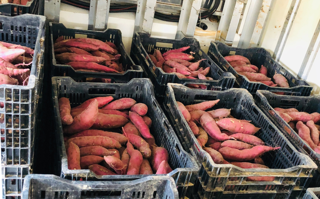 倉庫内の温度は34度前後、湿度は95％に保ち、温度管理を徹底しています。