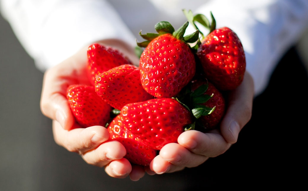 紅白いちご 24個入りいちご 【2026年1月下旬～3月下旬発送予定】