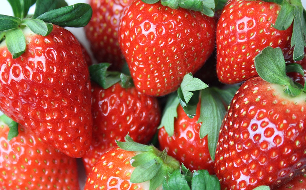 紅白いちご 24個入りいちご 【2026年1月下旬～3月下旬発送予定】