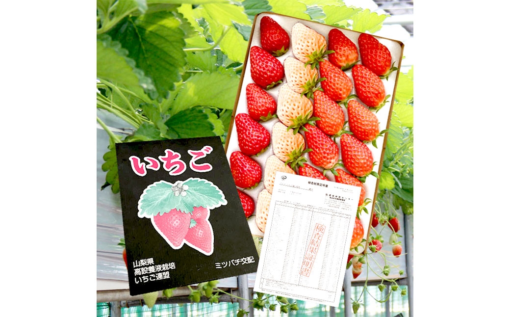 紅白いちご 24個入りいちご 【2026年1月下旬～3月下旬発送予定】