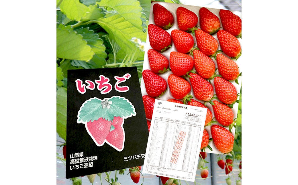 いちご詰合せ 24個入り 【2026年1月下旬～3月下旬発送予定】