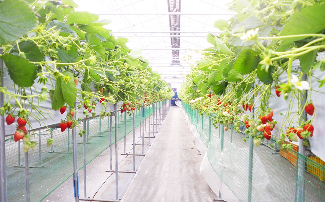 紅白いちご 24個入りいちご 【2026年1月下旬～3月下旬発送予定】