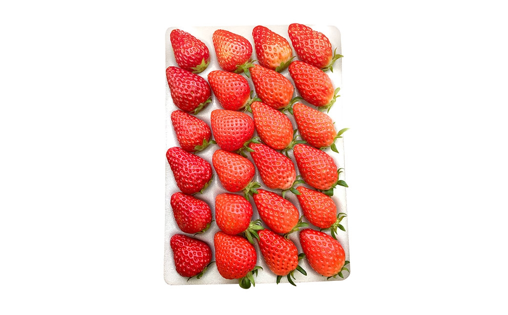 いちご詰合せ 24個入り 【2026年1月下旬～3月下旬発送予定】