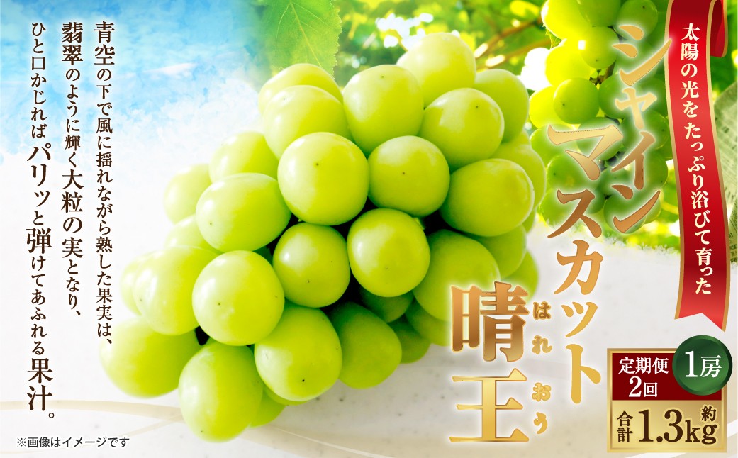 [HS]【定期便 全2回】ぶどう シャイン マスカット 晴王 1房 約650g