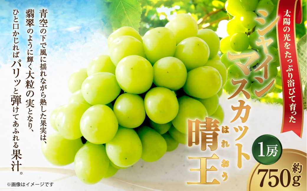 [HS]ぶどう シャイン マスカット 晴王 1房 約750g