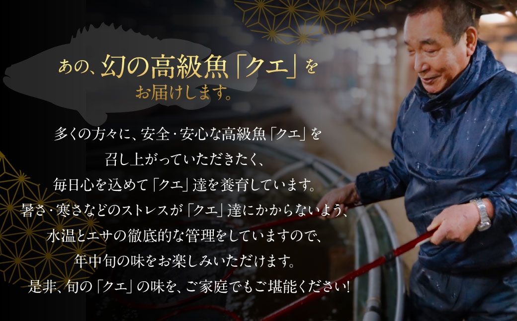 長崎の森で育てた『幻のクエ』 まるごと 一本(1kg～2kg前後)／ 海鮮 魚介 刺身 クエ 鍋 高級魚 長崎県 長崎市