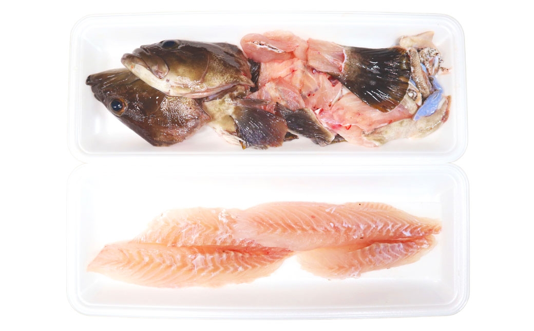 長崎の森で育てた『幻のクエ』 刺身用 5～6人前(1kg～2kg前後)／ 海鮮 魚介 刺身 クエ 鍋 高級魚 長崎県 長崎市