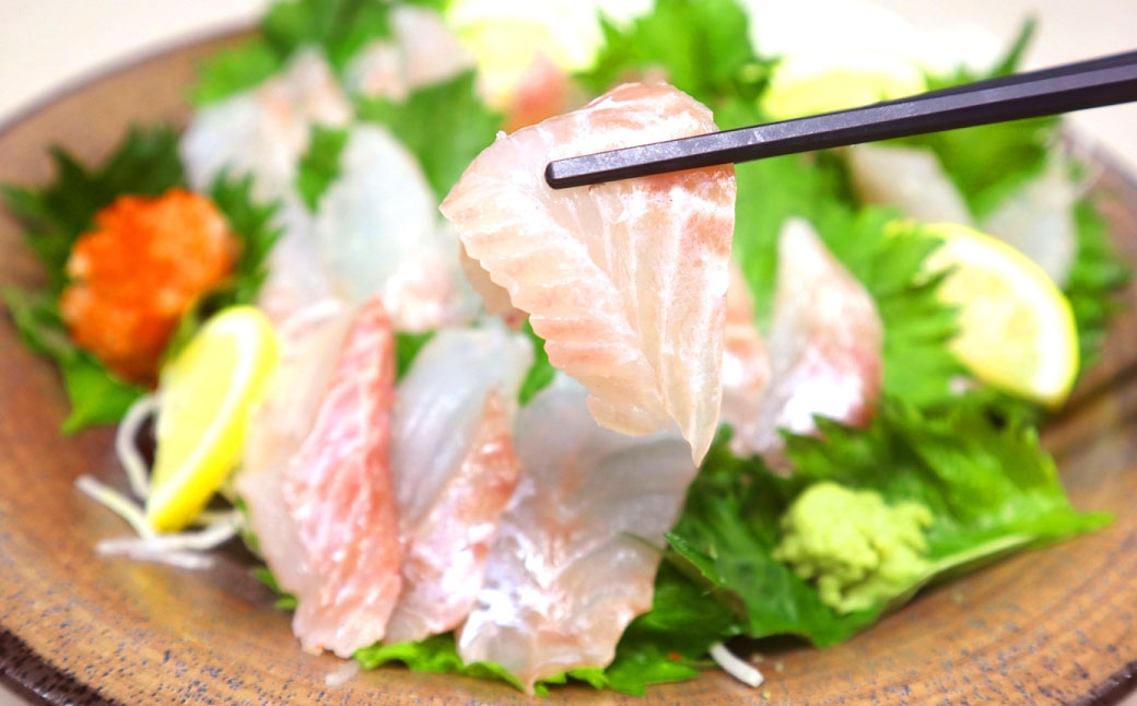 長崎の森で育てた『幻のクエ』 【セット】刺身/鍋用 各5～6人前 (1kg～2kg前後×2セット)