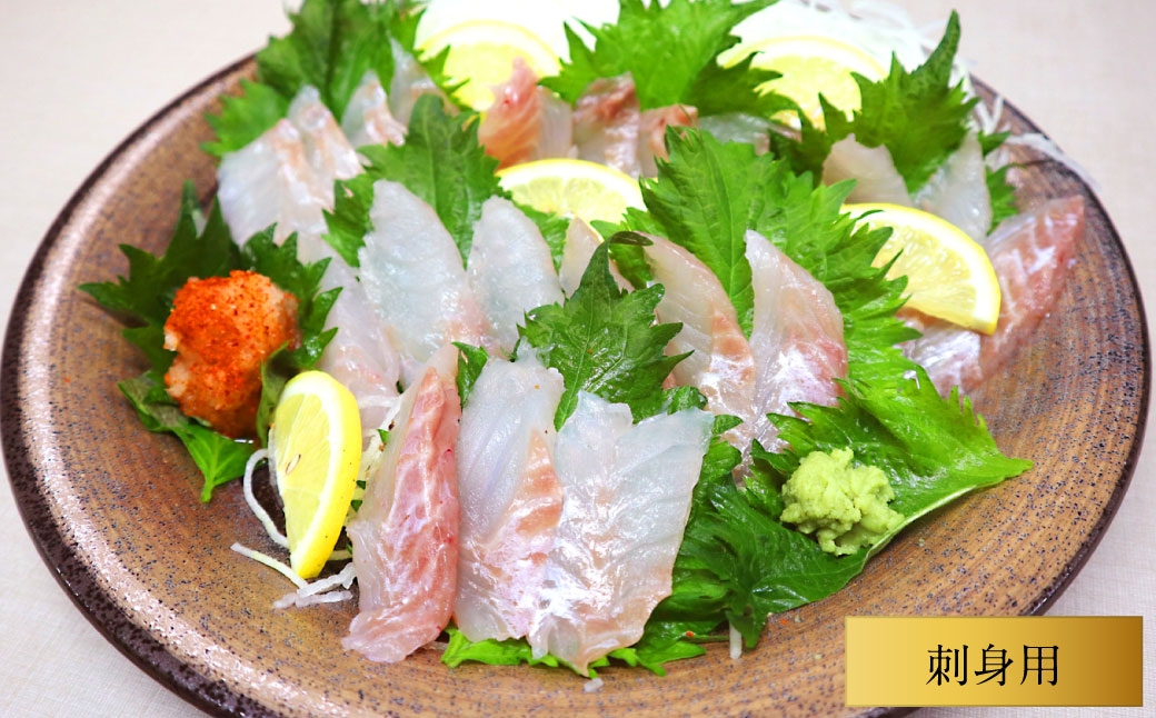 長崎の森で育てた『幻のクエ』 【セット】刺身用5～6人前、昆布〆 刺身用 5～6人前(1kg～2kg前後×2)