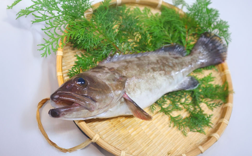 長崎の森で育てた『幻のクエ』 まるごと 一本(1kg～2kg前後)／ 海鮮 魚介 刺身 クエ 鍋 高級魚 長崎県 長崎市