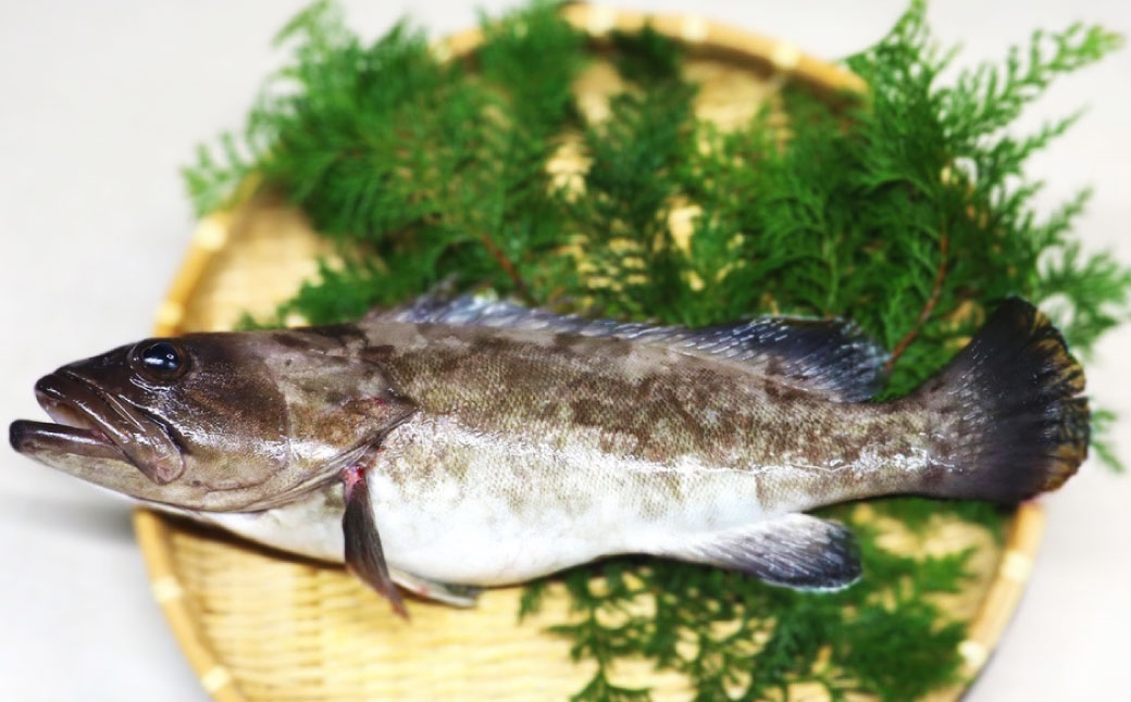 長崎の森で育てた『幻のクエ』【ハーフセット】 刺身/鍋用 各2〜3人前 (1kg～2kg前後)