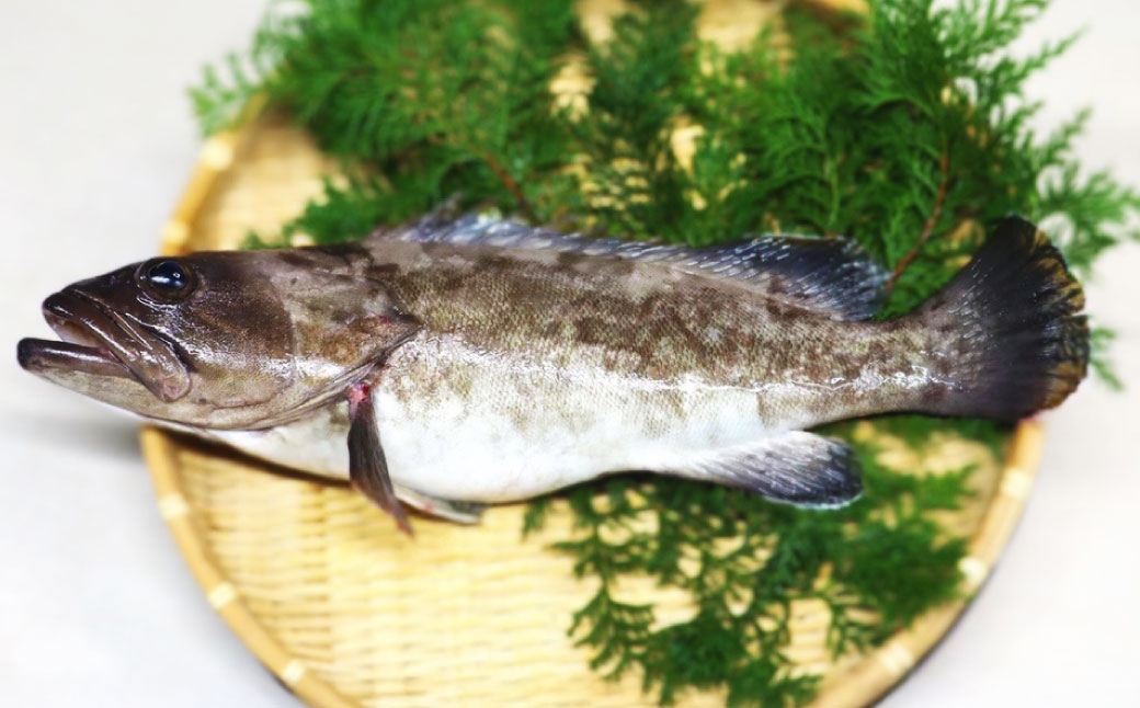 長崎の森で育てた『幻のクエ』 【セット】刺身用5～6人前、昆布〆 刺身用 5～6人前(1kg～2kg前後×2)