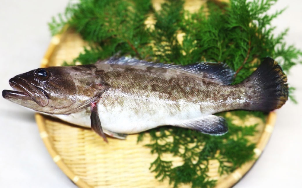 長崎の森で育てた『幻のクエ』 刺身用 5～6人前(1kg～2kg前後)／ 海鮮 魚介 刺身 クエ 鍋 高級魚 長崎県 長崎市