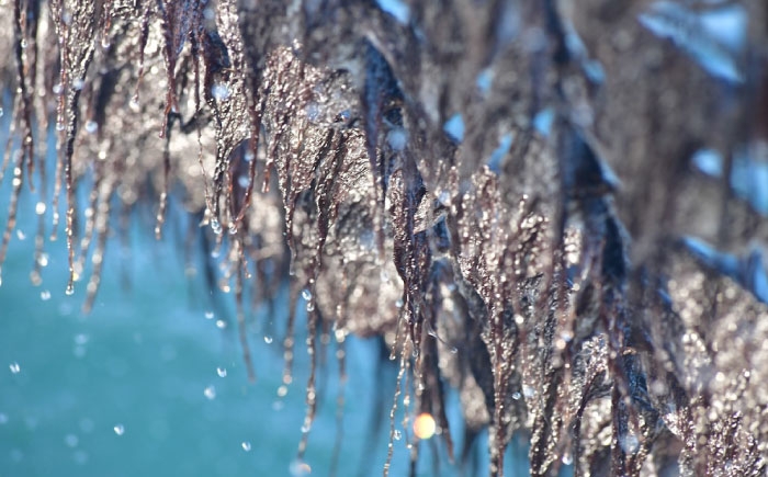 味付け海苔 田島海苔師の味付のり 5袋入り