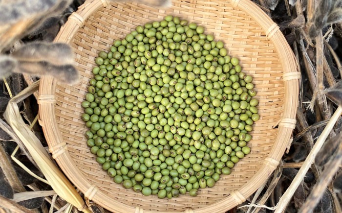 大豆 豆 オーガニック 農薬不使用  有機JAS認証 青大豆 乾燥大豆 北海道