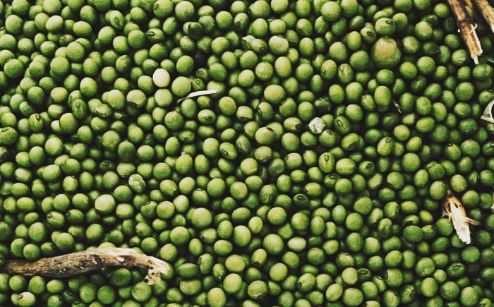 大豆 豆 オーガニック 農薬不使用  有機JAS認証 青大豆 乾燥大豆 北海道