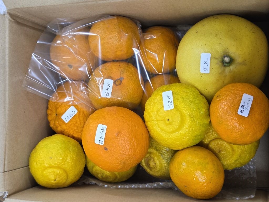 配送例…しらぬひ、はれひめ、はやか、はるか、西南のひかり、文旦が合計約3kg入っている。