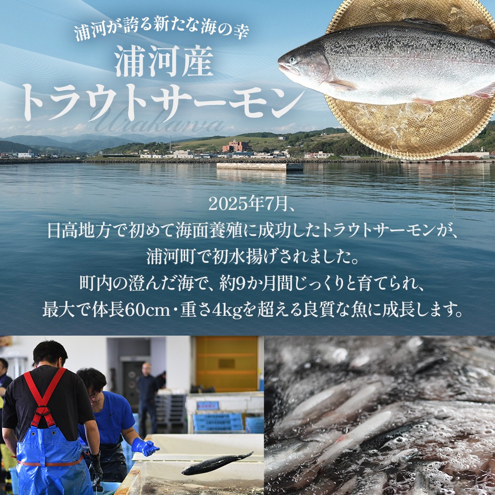 浦河町の養殖トラウトサーモンです。
