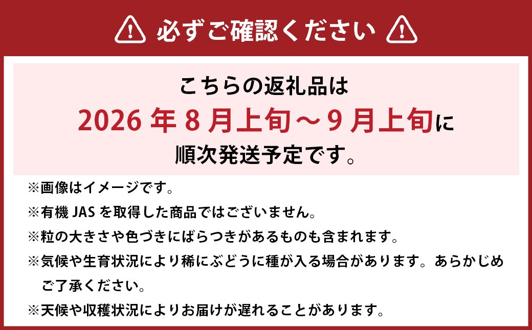 ☆正金農園より直送☆ 農薬節減 シャインマスカット（粒タイプ） 2パック入