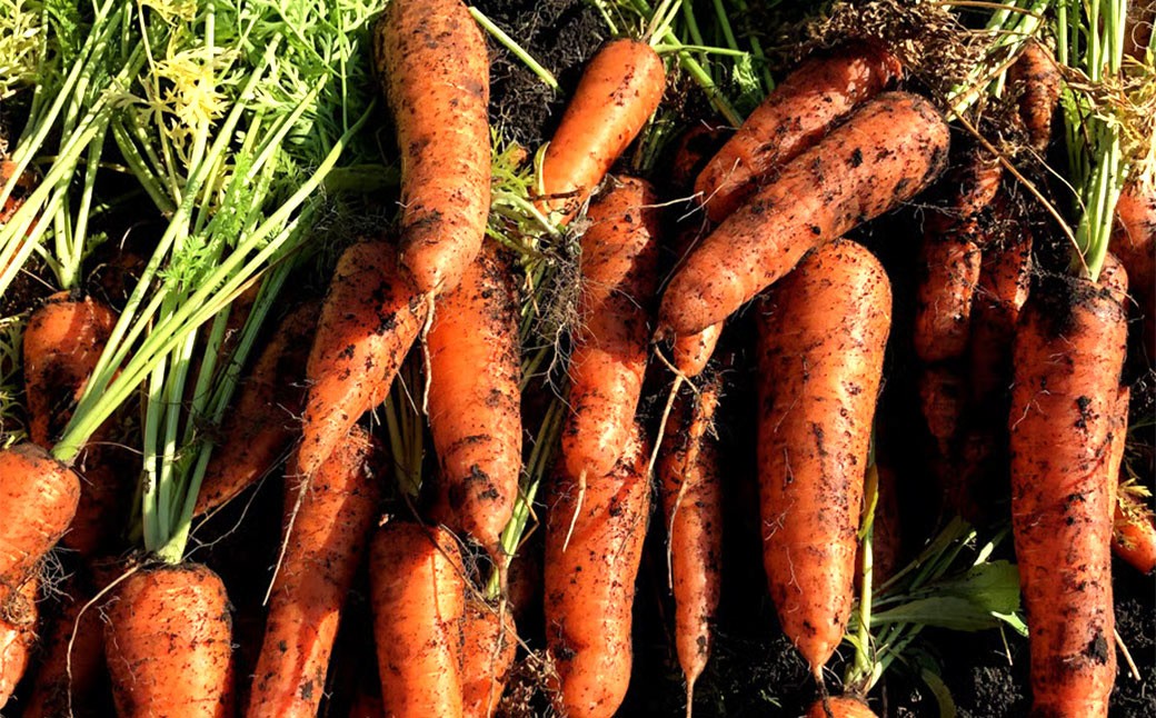 完熟冬にんじんジュース 720ml×6本