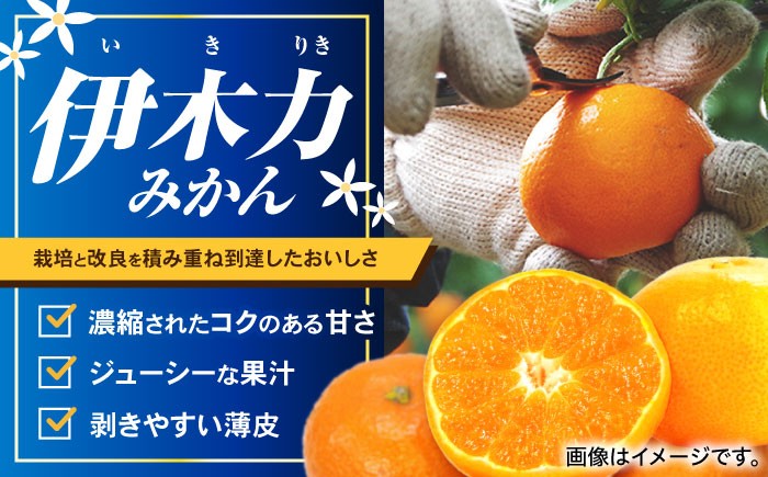 伊木力みかん 家庭用みかん 5kg みかん ミカン 蜜柑 フルーツ 果物