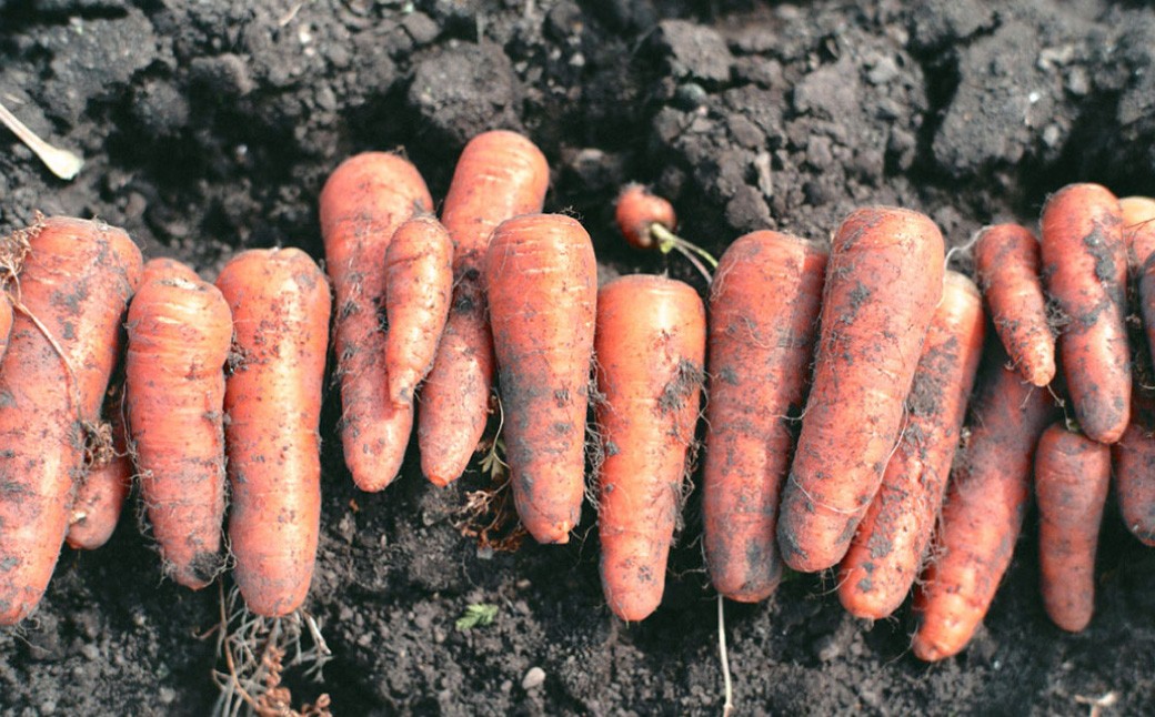 完熟冬にんじんジュース