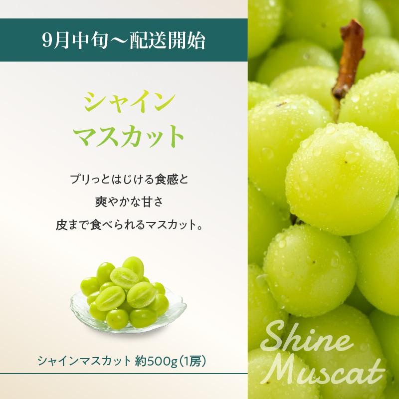 山形フルーツ人気ベスト５★【定期便全5回】 【060-T13】