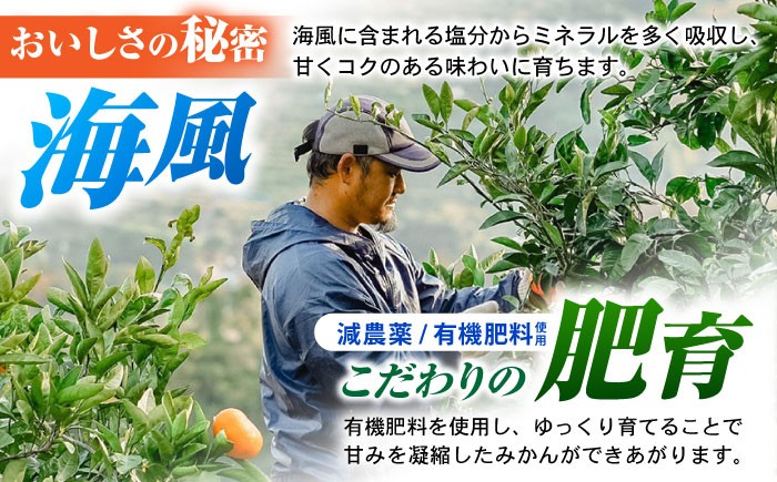 伊木力みかん 家庭用みかん 5kg みかん ミカン 蜜柑 フルーツ 果物