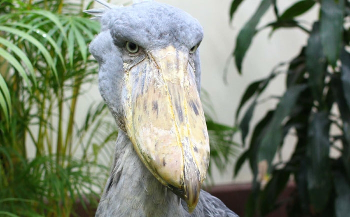フォーゲルパーク 花 鳥 楽園 宍道湖 湖畔 パーク ベゴニア フクシア 鳥の温室 フクロウ ペンギン  松江 テーマパーク