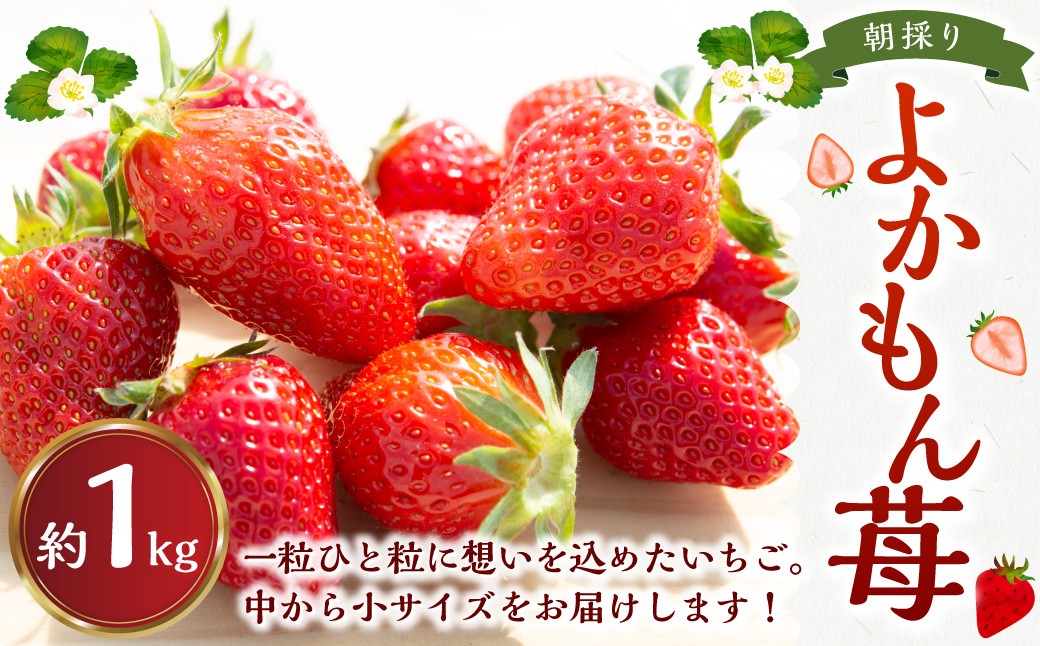 よかもんいちごの朝採りいちご 1kg
