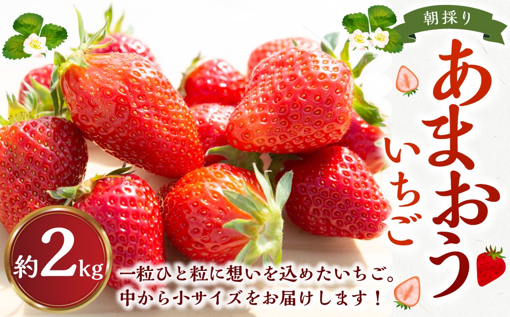 よかもんいちごの朝採りあまおういちご 2kg