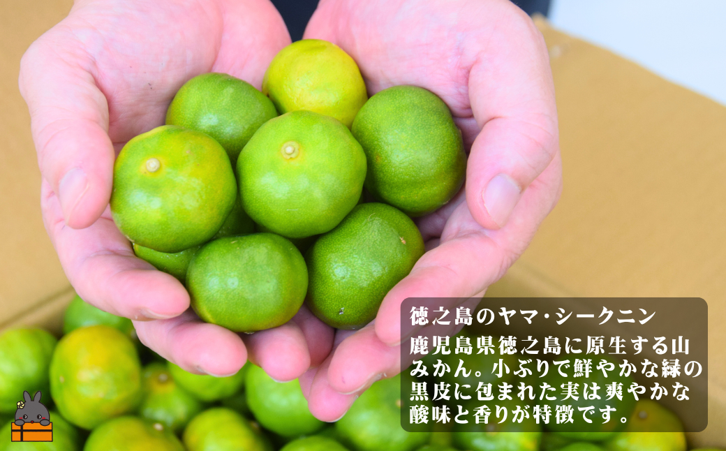 ヤマ・シークニンは酸味が強く、体が喜ぶ栄養素が含まれたスーパーフードです。