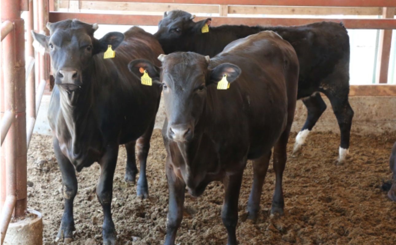 牛舎で飼育される黒毛和種の伊勢水沢牛