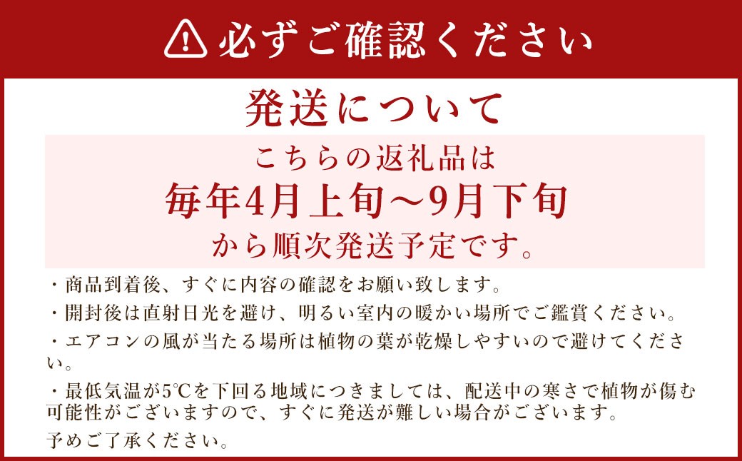 幸福の木7号高陶器 鉢 インテリア 観葉植物 草花 樹木