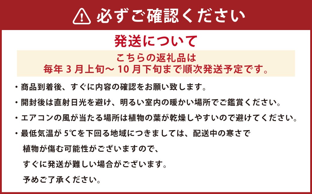 モンステラ7号陶器ロング 鉢 インテリア 観葉植物 草花 樹木 ギフト