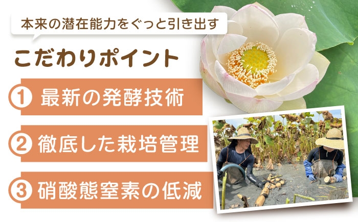 れんこん 蓮根 レンコン 泥付きれんこん 泥付き 佐賀県 白石町 きんぴら 煮物