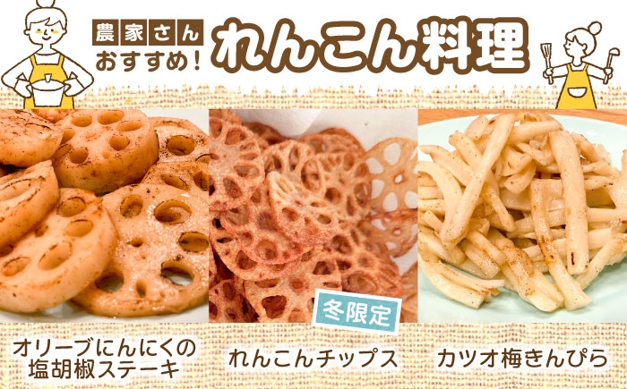 れんこん 蓮根 レンコン 泥付きれんこん 泥付き 佐賀県 白石町 きんぴら 煮物