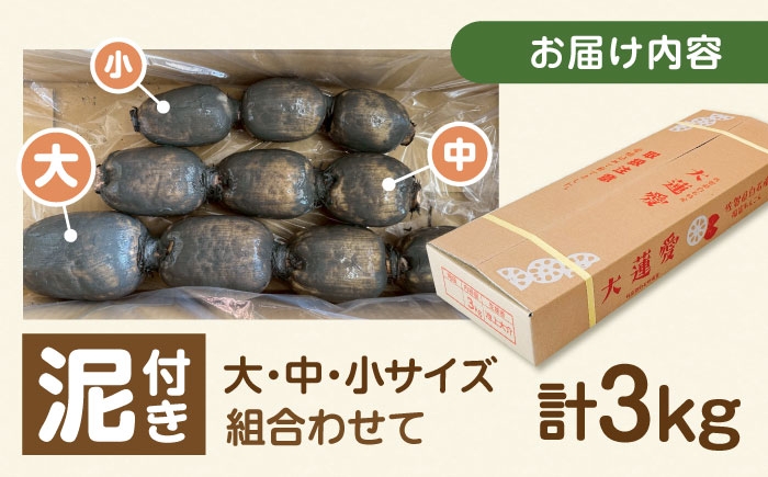 れんこん 蓮根 レンコン 泥付きれんこん 泥付き 佐賀県 白石町 きんぴら 煮物