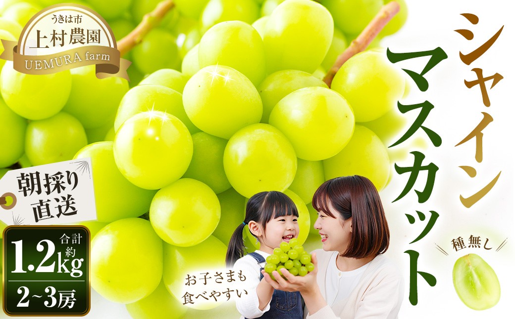 【先行予約】 上村農園 （ハウス） シャインマスカット 2～3房