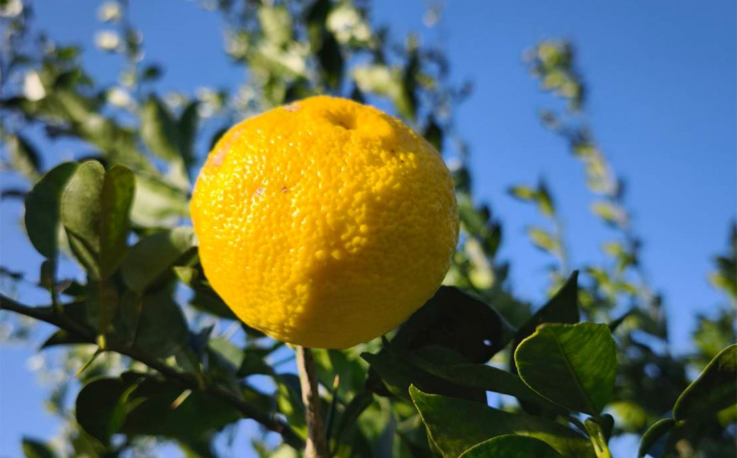 （訳あり） ユズ 約1kg