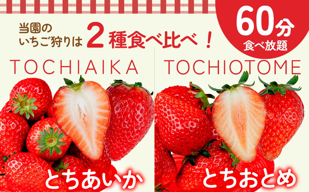 いちご イチゴ 苺  ストロベリー とちおとめ いちご イチゴ 苺  ストロベリー とちおとめ