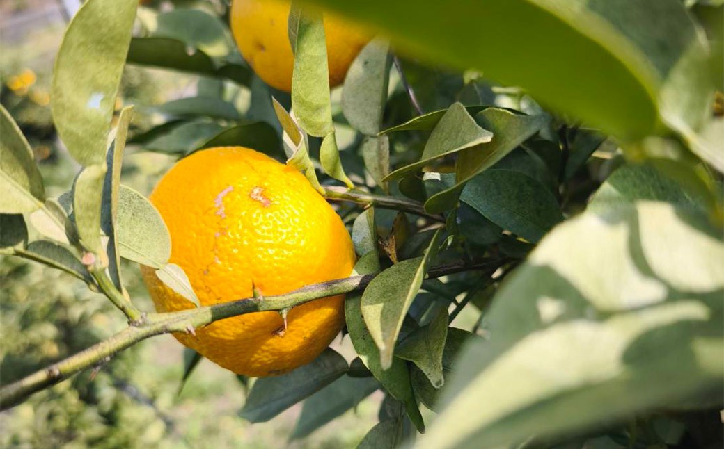 （訳あり） ユズ 約1kg