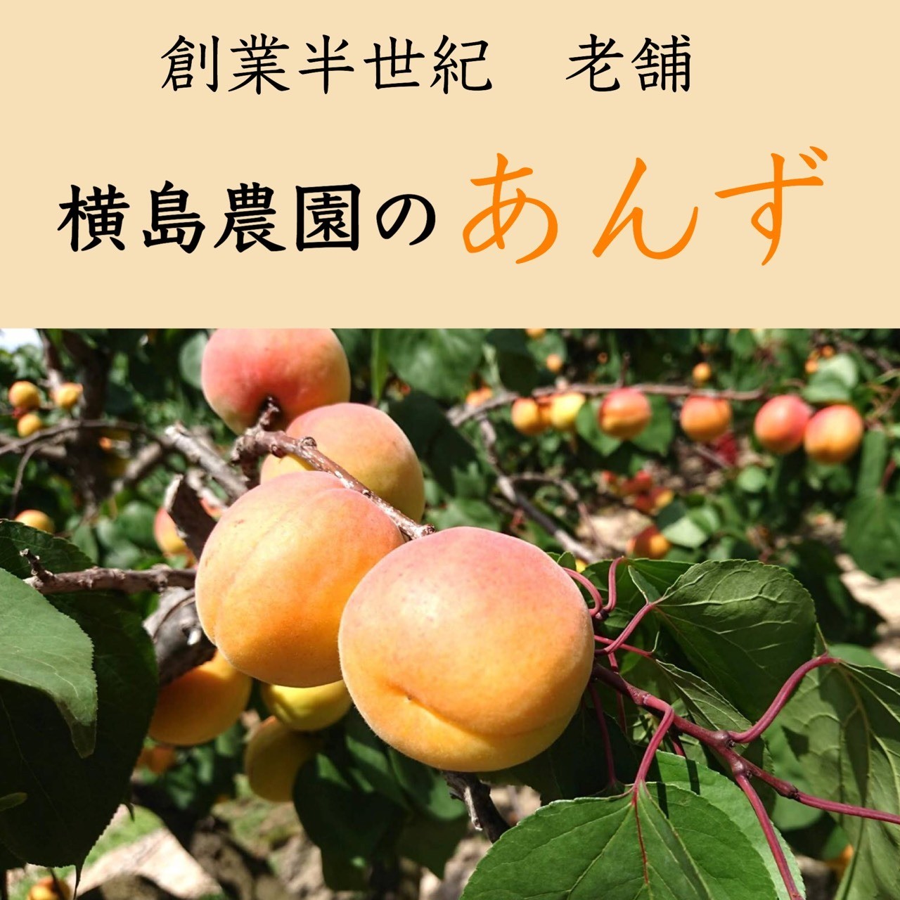 干しあんず(半生タイプ)３袋セット