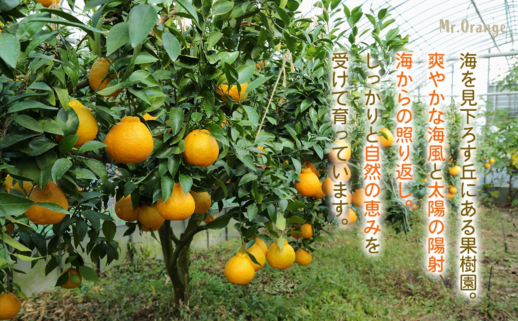 環境マイスターの不知火 訳あり 10kg