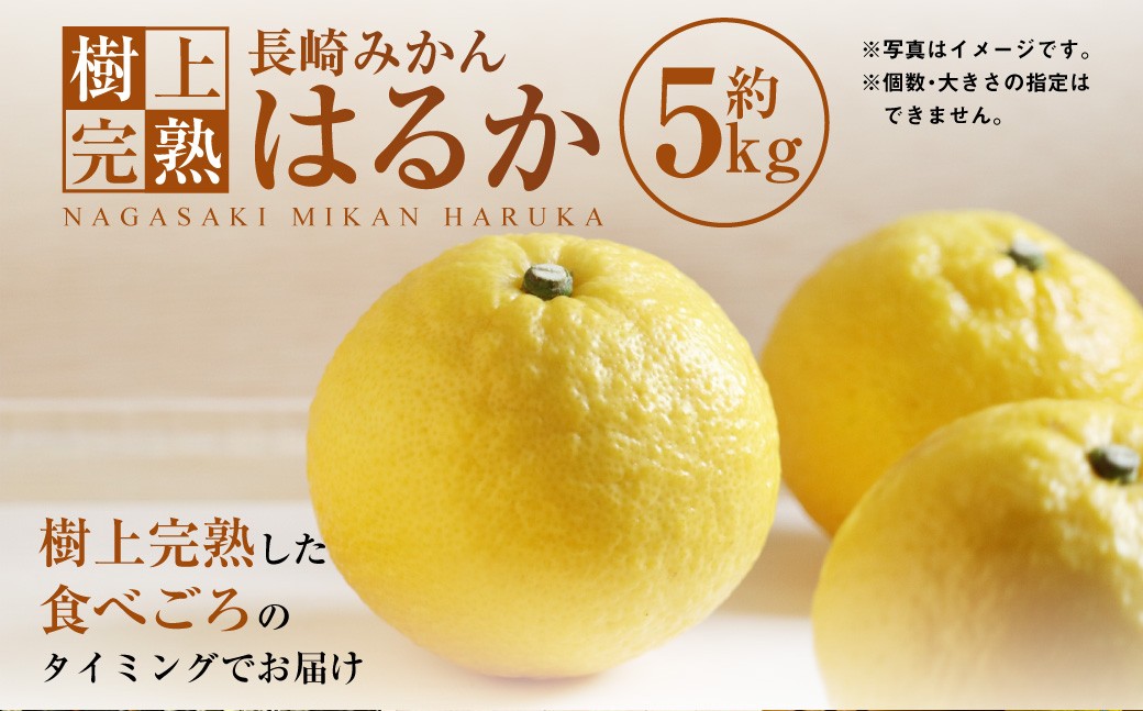 【樹上完熟】長崎みかん （はるか） 約5kg