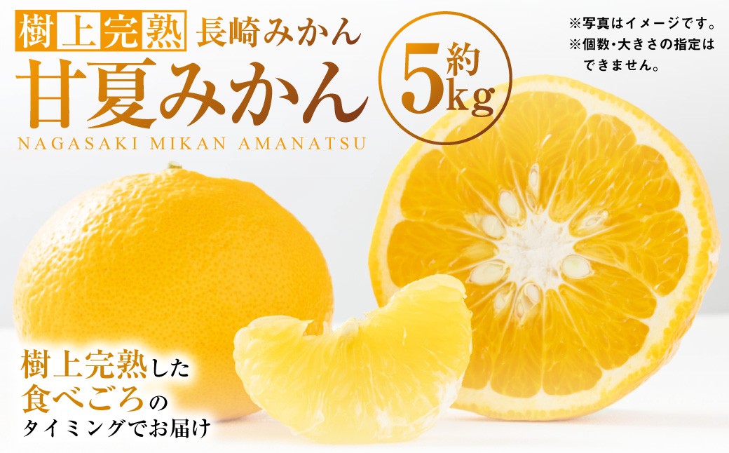 【樹上完熟】長崎みかん（ 甘夏みかん ）約5kg